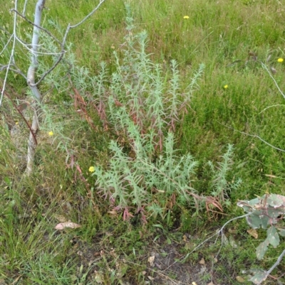 Epilobium billardiereanum (Willowherb) at Hackett, ACT - 15 Dec 2022 by Avery