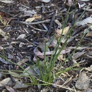 Eryngium ovinum at Higgins, ACT - 15 Dec 2022 06:59 PM