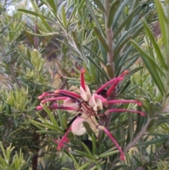 Grevillea sp. (Grevillea) at Conder, ACT - 1 Dec 2022 by michaelb