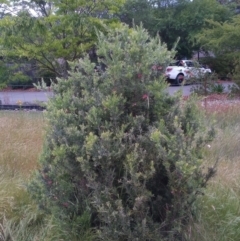 Grevillea sp. at Conder, ACT - 1 Dec 2022