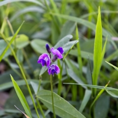 Glycine tabacina (Variable Glycine) at Higgins Woodland - 15 Dec 2022 by Jillw