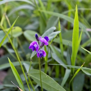 Glycine tabacina at Higgins, ACT - 15 Dec 2022