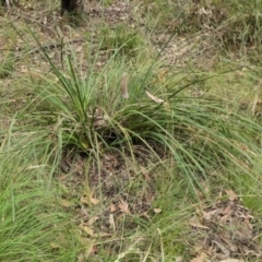 Lomandra longifolia (Spiny-headed Mat-rush, Honey Reed) at Rugosa - 15 Dec 2022 by SenexRugosus