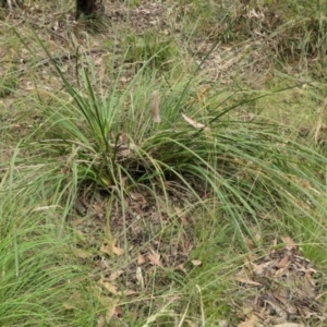 Lomandra longifolia at Yass River, NSW - 15 Dec 2022