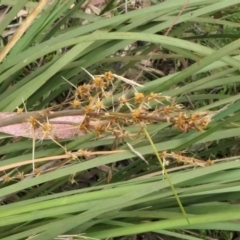 Lomandra longifolia at Yass River, NSW - 15 Dec 2022