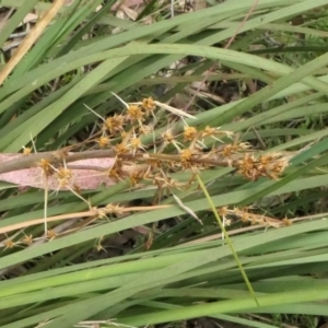 Lomandra longifolia at Yass River, NSW - 15 Dec 2022 04:13 PM