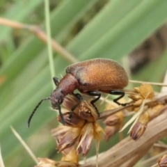 Ecnolagria grandis (Honeybrown beetle) at Yass River, NSW - 15 Dec 2022 by SenexRugosus