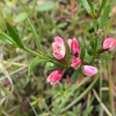 Boronia nana var. hyssopifolia at Rugosa - 15 Dec 2022 by SenexRugosus