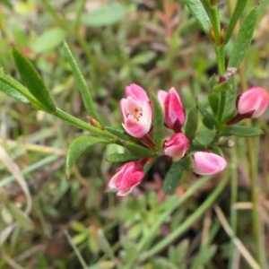 Boronia nana var. hyssopifolia at Yass River, NSW - 15 Dec 2022