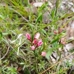 Boronia nana var. hyssopifolia at Yass River, NSW - 15 Dec 2022