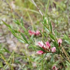 Boronia nana var. hyssopifolia at Yass River, NSW - 15 Dec 2022