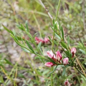 Boronia nana var. hyssopifolia at Yass River, NSW - 15 Dec 2022