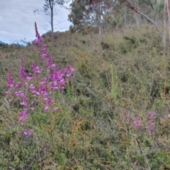 Comesperma ericinum (Heath Milkwort) at Yass River, NSW - 15 Dec 2022 by SenexRugosus
