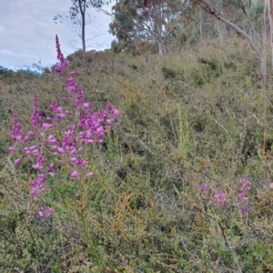 Comesperma ericinum at Yass River, NSW - 15 Dec 2022 05:55 PM