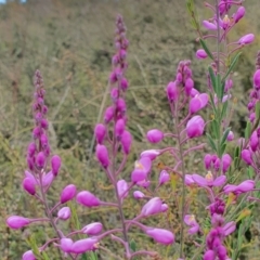 Comesperma ericinum at Yass River, NSW - 15 Dec 2022