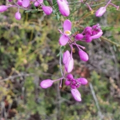 Comesperma ericinum at Yass River, NSW - 15 Dec 2022 05:55 PM