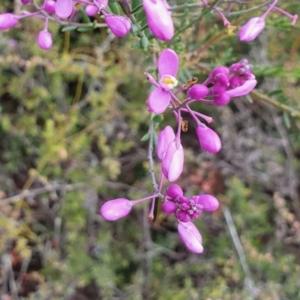 Comesperma ericinum at Yass River, NSW - 15 Dec 2022