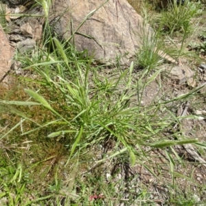 Polypogon monspeliensis at Molonglo Valley, ACT - 15 Dec 2022