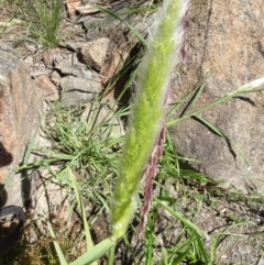 Polypogon monspeliensis at Molonglo Valley, ACT - 15 Dec 2022