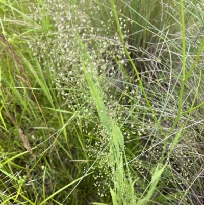 Briza minor (Shivery Grass) at Molonglo Valley, ACT - 1 Dec 2022 by AndyRussell