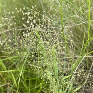 Briza minor at Molonglo Valley, ACT - 1 Dec 2022