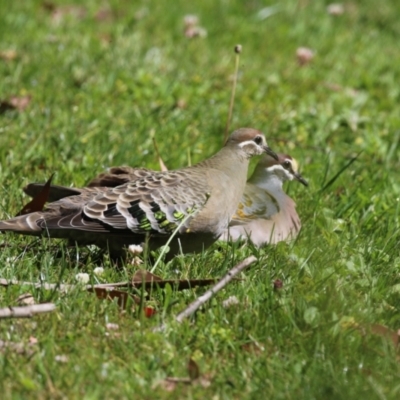 Phaps chalcoptera (Common Bronzewing) at Acton, ACT - 15 Dec 2022 by RodDeb