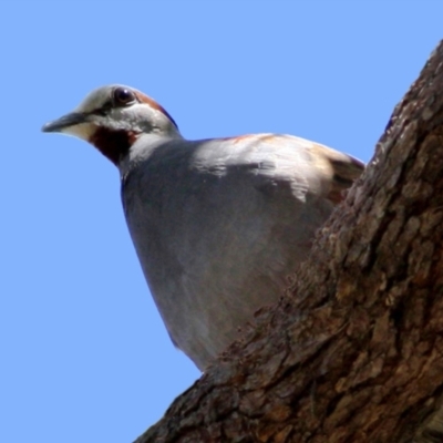 Phaps elegans (Brush Bronzewing) at Acton, ACT - 14 Dec 2022 by RodDeb