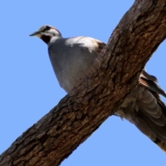 Phaps elegans at Acton, ACT - 15 Dec 2022