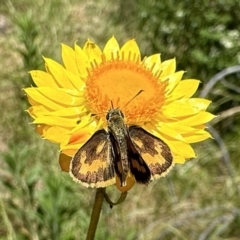 Ocybadistes walkeri (Green Grass-dart) at Mount Ainslie - 15 Dec 2022 by Pirom