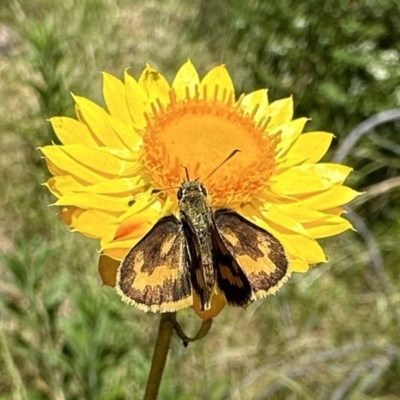 Ocybadistes walkeri (Green Grass-dart) at Mount Ainslie - 15 Dec 2022 by Pirom