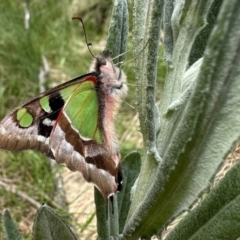 Graphium macleayanum (Macleay's Swallowtail) at Cotter River, ACT - 9 Dec 2022 by Pirom