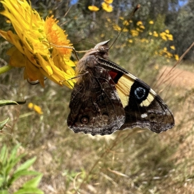 Vanessa itea (Yellow Admiral) at Mount Ainslie - 15 Dec 2022 by Pirom