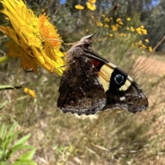 Vanessa itea (Yellow Admiral) at Ainslie, ACT - 15 Dec 2022 by Pirom