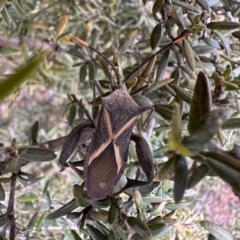 Mictis profana (Crusader Bug) at Dickson, ACT - 15 Dec 2022 by Pirom