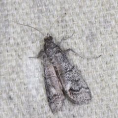 Cryptoblabes euraphella at O'Connor, ACT - 5 Dec 2022