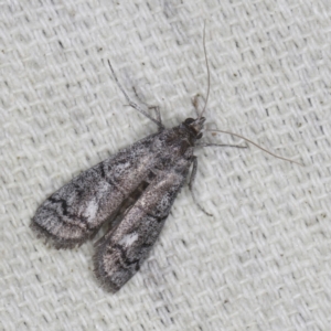 Cryptoblabes euraphella at O'Connor, ACT - 5 Dec 2022