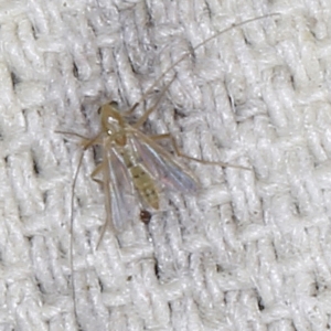 Chironomidae (family) at O'Connor, ACT - 5 Dec 2022