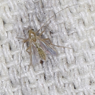 Chironomidae (family) (Non-biting Midge) at O'Connor, ACT - 5 Dec 2022 by ibaird