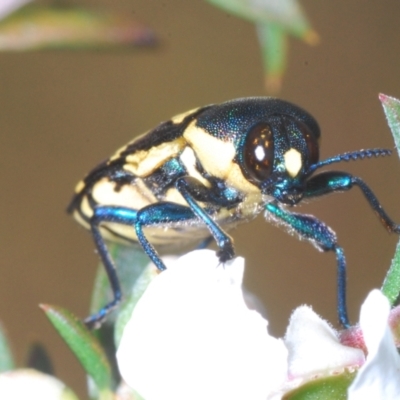 Castiarina octospilota (A Jewel Beetle) at Molonglo Valley, ACT - 15 Dec 2022 by Harrisi