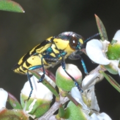 Castiarina octospilota at Molonglo Valley, ACT - 15 Dec 2022