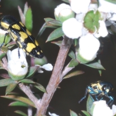 Castiarina octospilota at Molonglo Valley, ACT - 15 Dec 2022