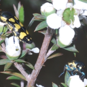 Castiarina octospilota at Molonglo Valley, ACT - 15 Dec 2022