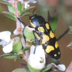 Castiarina octospilota at Molonglo Valley, ACT - 15 Dec 2022