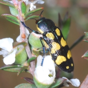 Castiarina octospilota at Molonglo Valley, ACT - 15 Dec 2022 06:09 PM