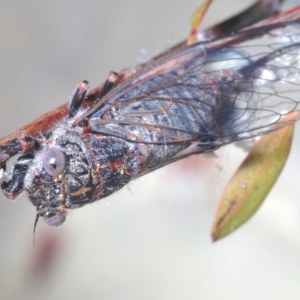 Atrapsalta furcilla at Stirling, ACT - 15 Dec 2022