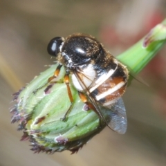 Ogcodes basalis (A hunch-back fly) at Piney Ridge - 13 Dec 2022 by Harrisi