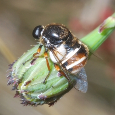 Ogcodes basalis (A hunch-back fly) at Piney Ridge - 13 Dec 2022 by Harrisi