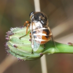 Ogcodes basalis at Stromlo, ACT - 13 Dec 2022