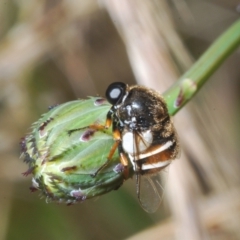 Ogcodes basalis at Stromlo, ACT - 13 Dec 2022