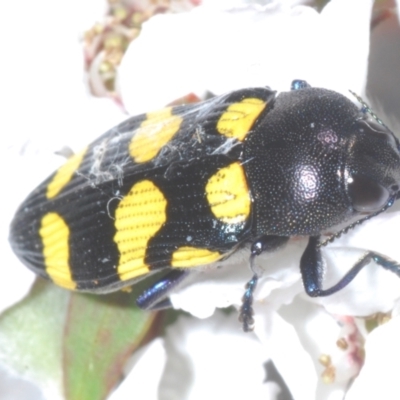 Castiarina australasiae (A jewel beetle) at Stromlo, ACT - 13 Dec 2022 by Harrisi